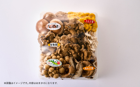 茨城県城里町産 きのこの詰め合わせ Sサイズ 約1kg_野菜  きのこ _【配送不可地域：離島・沖縄県】【1593968】