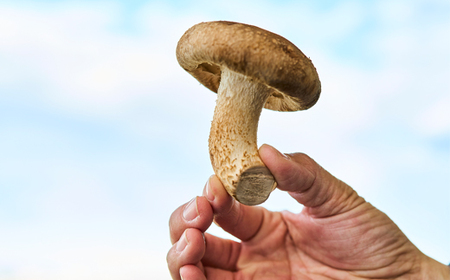 茨城県城里町産 きのこの詰め合わせ Sサイズ 約1kg_野菜  きのこ _【配送不可地域：離島・沖縄県】【1593968】