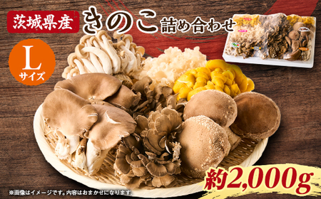 茨城県城里町産 きのこの詰め合わせ Lサイズ 約2kg_野菜  きのこ _【配送不可地域：離島・沖縄県】【1593969】