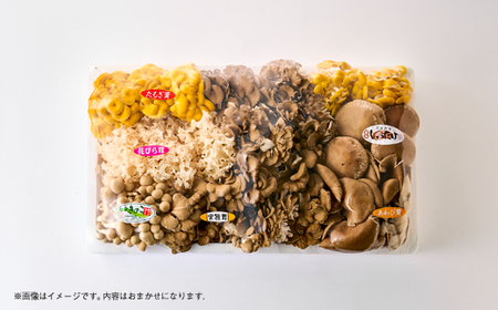 茨城県城里町産 きのこの詰め合わせ Lサイズ 約2kg_野菜  きのこ _【配送不可地域：離島・沖縄県】【1593969】