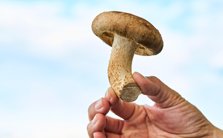 茨城県城里町産 きのこの詰め合わせ Lサイズ 約2kg_野菜  きのこ _【配送不可地域：離島・沖縄県】【1593969】