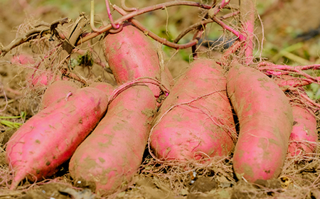〈幸田商店〉ほしいも平切り320g×6袋詰合せ_幸田商店 ほしいも 干し芋 平切り_【配送不可地域：離島・沖縄県】【1590451】