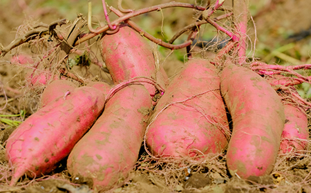 べにはるか平切り320g×3袋_果物・フルーツ 干し芋 ドライフルーツ ほしいも ホシイモ_【配送不可地域：離島・沖縄県】【1590771】