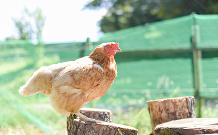 天馬夢のハッピーエッグ　6個_卵・乳製品 卵  たまご タマゴ 玉子_【配送不可地域：離島・沖縄県】【1594978】