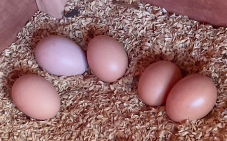 天馬夢のハッピーエッグ 20個_卵・乳製品 卵 たまご タマゴ 玉子_【配送不可地域:離島・沖縄県】【1595009】