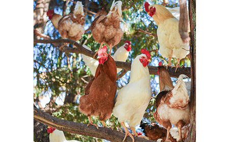 天馬夢のハッピーエッグ　30個_卵・乳製品 卵  たまご タマゴ 玉子_【配送不可地域：離島・沖縄県】【1595015】