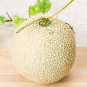 【生産量日本一】茨城県産 アールスメロン【特秀】1玉_果物・フルーツ メロン  めろん_【配送不可地域：離島・沖縄県】【1596627】