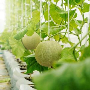 【令和5年品質優良賞受賞】茨城県産 アールスメロン【特秀】2玉_アールスメロン 特秀 2玉_【配送不可地域：離島・沖縄県】【1602344】