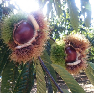 万羊羹飯沼MEIMEI 1箱(45g×3個入り)【配送不可地域:離島・沖縄県】【1631236】
