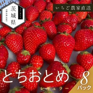【2026年1月より順次発送予定】風早いちご園 とちおとめ レギュラー 250g×8パック【配送不可地域：離島・北海道・沖縄県】【1647794】