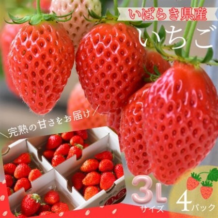 【茨城県産】菅谷いちご園の完熟いちご『いちごっ子』 3Lサイズ 11粒×4パック【配送不可地域：離島・北海道・沖縄県・中国・四国・九州】【1702239】