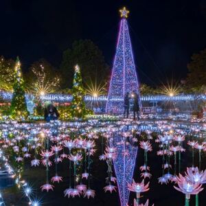 【ふるさと納税】 あしかがフラワーパーク入園券(3枚)【1342554】