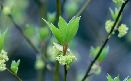 ふるさと納税 ぴゅあシアバターソフト クロモジ 26g (保湿クリーム) [0394] 愛知県犬山市 15-50_グアテマラ・ブエナビスタ・ゲイシャ100g、グアテマラ