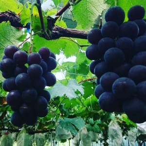 【予約受付・数量限定】犬山産 巨峰、シャインマスカット、ゴルビー詰合せ2キロ｜ぶどう 甘い 巨峰 シャインマスカット ゴルビー 夏 フルーツ 果物 種なし ブドウ 贈答 プレゼント 林ファーム 犬山 愛知 [0488]