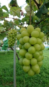 【予約受付・数量限定】犬山産 巨峰、シャインマスカット、ゴルビー詰合せ2キロ｜ぶどう 甘い 巨峰 シャインマスカット ゴルビー 夏 フルーツ 果物 種なし ブドウ 贈答 プレゼント 林ファーム 犬山 愛知 [0488]