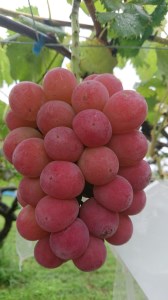 【予約受付・数量限定】犬山産 巨峰、シャインマスカット、ゴルビー詰合せ2キロ｜ぶどう 甘い 巨峰 シャインマスカット ゴルビー 夏 フルーツ 果物 種なし ブドウ 贈答 プレゼント 林ファーム 犬山 愛知 [0488]