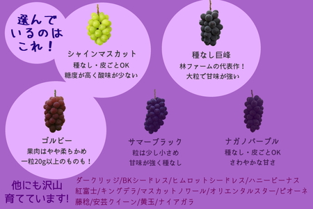 【予約受付・数量限定】犬山産 巨峰、シャインマスカット、ゴルビー詰合せ2キロ｜ぶどう 甘い 巨峰 シャインマスカット ゴルビー 夏 フルーツ 果物 種なし ブドウ 贈答 プレゼント 林ファーム 犬山 愛知 [0488]