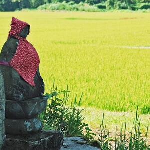 【定期便全12回】新潟県産新之助5kg（受注の翌月から毎月配送）