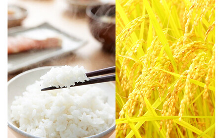 無洗米 吟精 南魚沼産コシヒカリ５kg 令和7年産 精米 