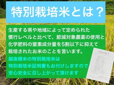 【令和6年産新米・先行予約】新潟県旧中郷村減農薬特別栽培米コシヒカリ 5kg（5kg×1袋）【10月下旬から発送予定】