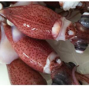 富山湾産ボイルほたるいか　230g×2(からし酢みそ付き)_魚介・海産物 イカ  いか 烏賊_【配送不可地域：離島・北海道・沖縄県・東北・中国・四国・九州】【1599127】