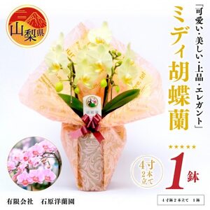 ミディ胡蝶蘭　山梨県産　鉢サイズ4寸　2本立て　石原洋蘭園　ギフトや贈答品におすすめです。【配送不可地域：離島・北海道・沖縄県・中国・四国・九州】【1268808】