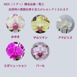 ミディ胡蝶蘭　山梨県産　鉢サイズ4寸　2本立て　石原洋蘭園　ギフトや贈答品におすすめです。【配送不可地域：離島・北海道・沖縄県・中国・四国・九州】【1268808】