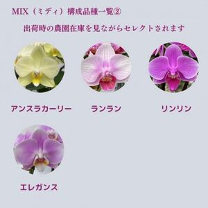 ミディ胡蝶蘭　山梨県産　鉢サイズ4寸　2本立て　石原洋蘭園　ギフトや贈答品におすすめです。【配送不可地域：離島・北海道・沖縄県・中国・四国・九州】【1268808】