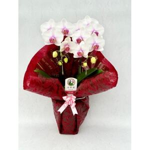 ミディ胡蝶蘭　山梨県産　鉢サイズ4寸　2本立て　石原洋蘭園　ギフトや贈答品におすすめです。【配送不可地域：離島・北海道・沖縄県・中国・四国・九州】【1268808】