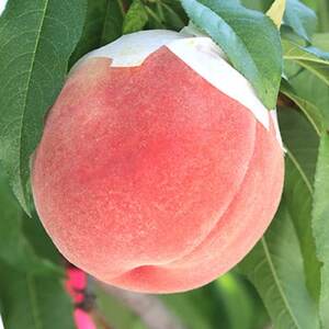 日本一の桃の里 山梨よりもぎたてを直送!山梨県オリジナル品種「夢みずき・夢しずく」1.5キロをお届け【配送不可地域：離島】【1381399】