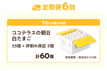 【6ヵ月定期便】ココテラスの朝日（白たまご）55個 + 5個保証（計60個）【JGAP認証】 農家直送 新鮮 卵 タマゴ 白卵 玉子 鶏卵 朝食 夕食 夜食 朝ごはん たまご焼き だし巻き卵 オムレツ 卵ご飯 料理 濃厚 飼料にこだわった 卵かけご飯 米たまご 生卵 大容量 お取り寄せ 愛知県 常滑市