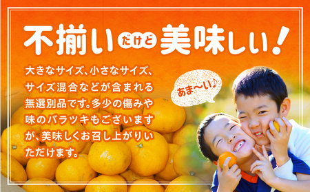 【訳あり】常滑ハッピーみかん 果物 フルーツ 柑橘 蜜柑 みかん 訳あり ご家庭用 数量限定 愛知県 常滑市 知多半島