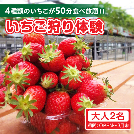 4種類のいちごが50分食べ放題！！いちご狩り体験（OPEN～3月末）【大人2名】 苺 いちご狩り 苺狩り 体験 あきひめ 紅ほっぺ ゆめのか よつぼし トッピング 持込可能 練乳 クレープ 子連れ 観光 常滑市 ふるさと納税