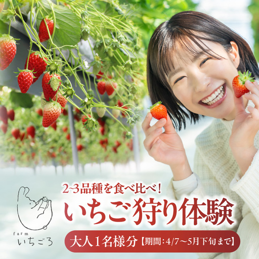 2～3品種の苺を食べ比べ！いちご狩り体験【4月7日～5月下旬まで】大人1名分　いちご 苺 イチゴ ストロベリー いちご狩り 苺狩り レジャー お出かけ 体験 春休み 旅行 家族 いちごろ farmいちごろ 愛知県 常滑市