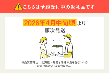 【先行予約】完熟冷凍いちご 【600g×1袋】計600g いちご 苺 ストロベリー 冷凍 フローズン 美味しい 甘い 大粒 大きい 果物 フルーツ 数量限定 farmいちごろ 愛知県 常滑市