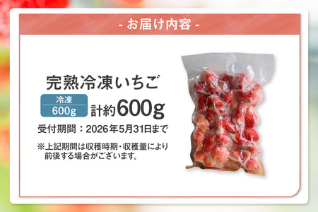 【先行予約】完熟冷凍いちご 【600g×1袋】計600g いちご 苺 ストロベリー 冷凍 フローズン 美味しい 甘い 大粒 大きい 果物 フルーツ 数量限定 farmいちごろ 愛知県 常滑市