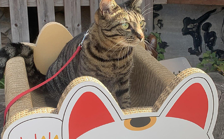 猫の爪とぎベッド　とこにゃん（大） 猫 ねこ ネコ cat 爪とぎ ダンボール 丈夫 写真映え 日本製 常滑市 国産 おもちゃ ペット インテリア かわいい 動物 猫用品 グッズ 招き猫 愛猫へのプレゼント ベッド ペット用品