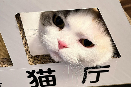 猫の爪とぎ　パトカー 猫 ねこ ネコ キャット cat 爪とぎ ダンボール 段ボール なりきり かわいい 写真映え 丈夫 日本製 国産 おもちゃ ペット インテリア 愛猫 動物 猫用品 猫用玩具 グッズ 愛猫へプレゼント ペット用品 愛知県 常滑市