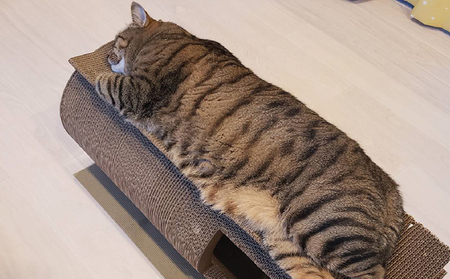 猫の爪とぎ　丸太（ロング・ハウスタイプ） 猫 ねこ ネコ キャット cat 爪とぎ ダンボール 段ボール 写真映え 丸太 ハウス ロング かわいい 丈夫 日本製 国産 おもちゃ ペット インテリア 愛猫 動物 猫用品 猫用玩具 グッズ 愛猫へプレゼント ペット用品 愛知県 常滑市