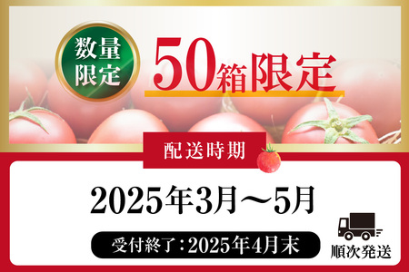 【先行予約】【2025年3月から順次発送】尾州常滑フルーツトマト トマト フルーツトマト リコピン 新鮮野菜 太陽の恵み 濃厚 完熟 トマト料理 トマト鍋 愛知県産 国産 お取り寄せ グルメ 愛知県 常滑