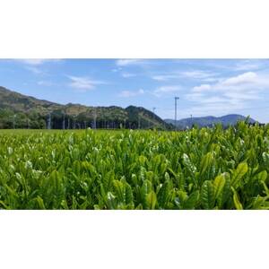 有機煎茶　のどか　80g×3本入【1540796】