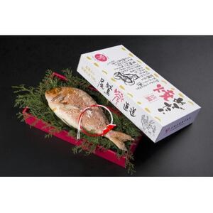 活鯛めでたい焼　1尾【配送不可地域：離島】【1544344】