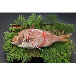 活鯛めでたい焼　1尾【配送不可地域：離島】【1544344】