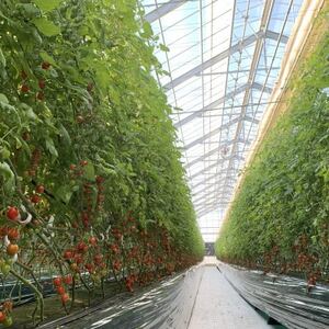 ハレノヒトマト　120g×4袋【配送不可地域：離島】【1567799】