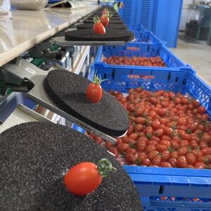 ハレノヒトマト　120g×4袋【配送不可地域：離島】【1567799】