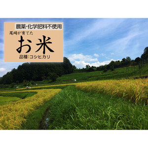 栽培期間中農薬・化学肥料不使用 白米粒が光る棚田米 滋賀県大津産 玄米5kg