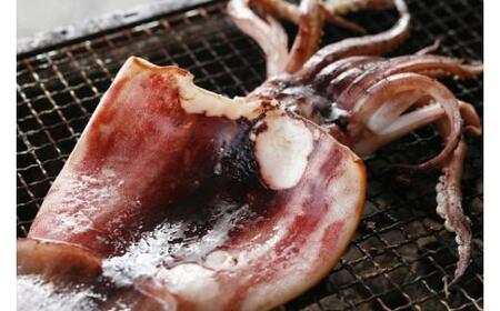 柔らか肉厚スルメイカ 一夜干し 約50cm×3枚セット（スルメイカ乾物 スルメイカの一夜干し 焼きイカ スルメイカ冷凍 スルメイカ焼き