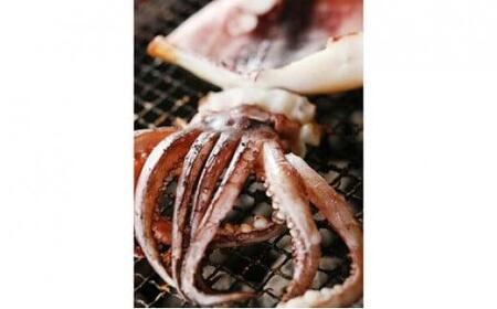 柔らか肉厚スルメイカ 一夜干し 約50cm×3枚セット（スルメイカ乾物 スルメイカの一夜干し 焼きイカ スルメイカ冷凍 スルメイカ焼き