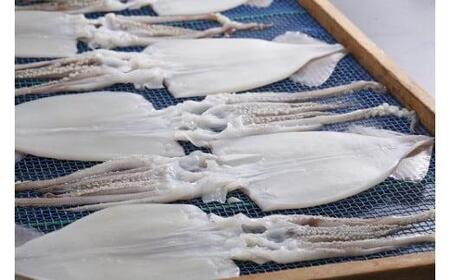 柔らか肉厚スルメイカ 一夜干し 約50cm×3枚セット（スルメイカ乾物 スルメイカの一夜干し 焼きイカ スルメイカ冷凍 スルメイカ焼き