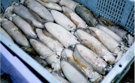 柔らか肉厚スルメイカ 一夜干し 約50cm×3枚セット（スルメイカ乾物 スルメイカの一夜干し 焼きイカ スルメイカ冷凍 スルメイカ焼き